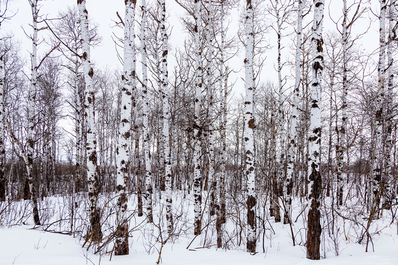Silver Birch White Out by Andrew March